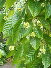 Camptotheca acuminata