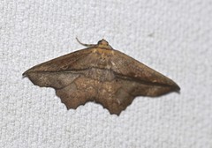 Polyacme dissimilis