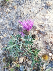 Centaurea corcubionensis