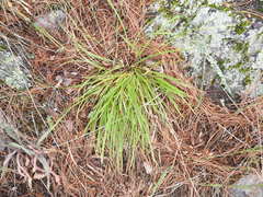 Carex backii