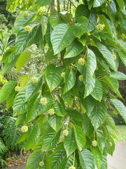 Camptotheca acuminata