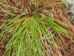 Carex backii