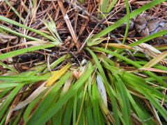 Carex backii