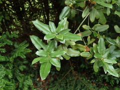 Eucryphia nymansensis
