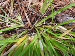 Carex backii