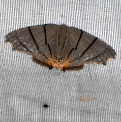 Orudiza protheclaria