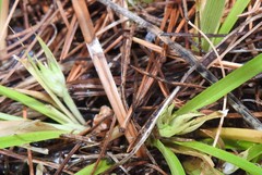 Carex backii