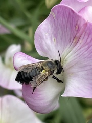 Megachile inermis