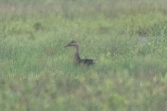 Anas fulvigula maculosa