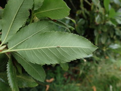 Eucryphia nymansensis