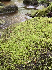 Pseudohygrohypnum eugyrium