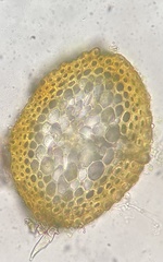 Pseudohygrohypnum eugyrium