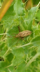 Miridius quadrivirgatus