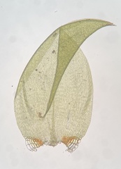 Pseudohygrohypnum eugyrium
