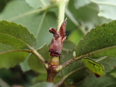 Eucryphia nymansensis