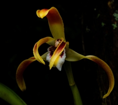 Maxillaria luteograndiflora
