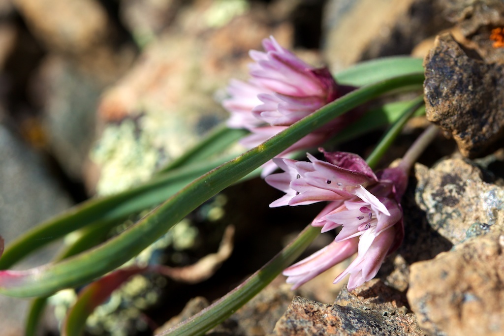 Allium parvum
