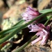 Allium parvum - Photo (c) Brent Miller, algunos derechos reservados (CC BY-NC-ND)