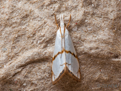 Pseudargyria interruptella