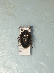 Perillus circumcinctus