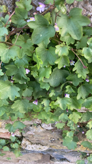 Cymbalaria muralis