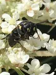 Hylaeus pictipes