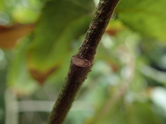 Eucryphia nymansensis