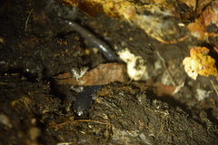 Plethodon teyahalee