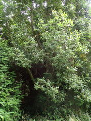 Eucryphia nymansensis