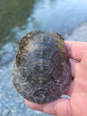 Actinemys marmorata marmorata