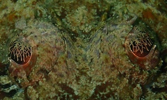 Thysanophrys cirronasus