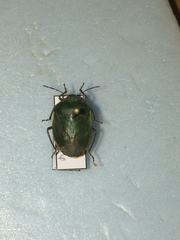Chlorochroa persimilis