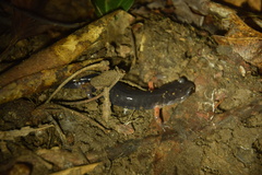 Plethodon shermani