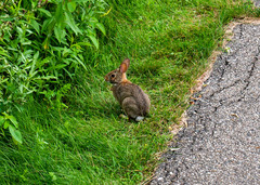 Sylvilagus floridanus