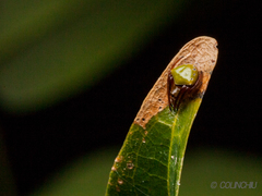 Araneus viridiventris