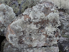 Arctoparmelia centrifuga