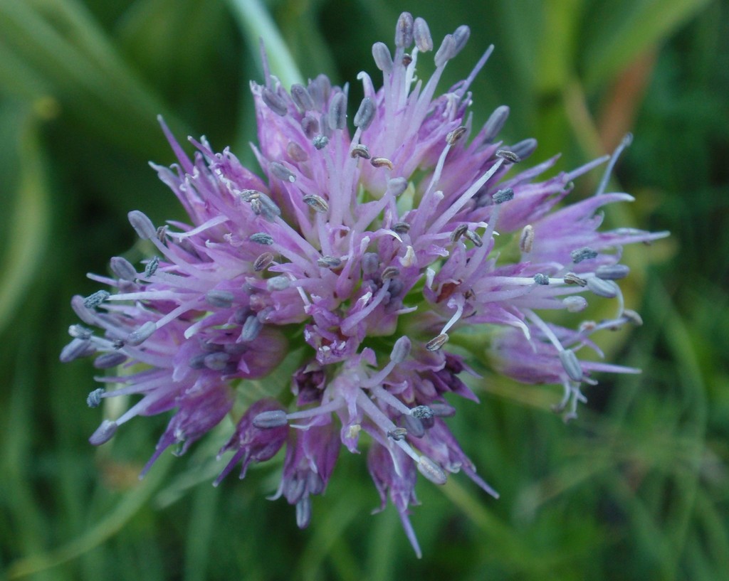 Tall Swamp Onion ((Most) Wildflowers of Sagehen Creek Basin, CA ...