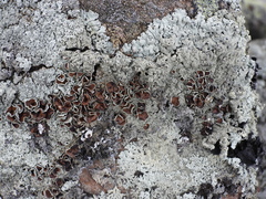 Arctoparmelia centrifuga