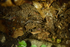 Desmognathus perlapsus
