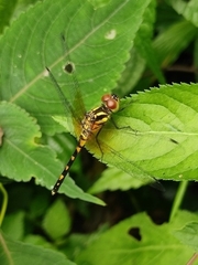 Sympetrum infuscatum