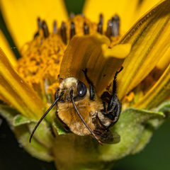 Melissodes desponsus