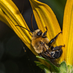 Melissodes desponsus