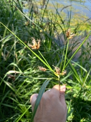 Bolboschoenus laticarpus
