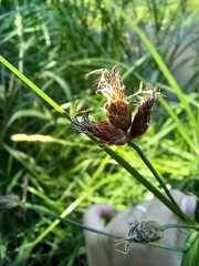 Bolboschoenus laticarpus