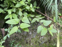 Koanophyllon dolicholepis