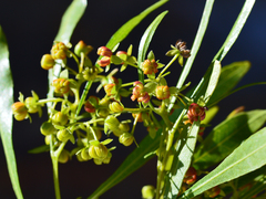 Dodonaea viscosa angustifolia