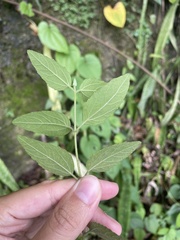 Koanophyllon dolicholepis