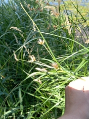 Bolboschoenus laticarpus