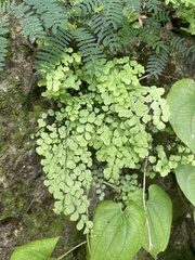 Adiantum fragile