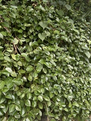 Peperomia nitida